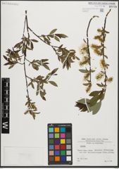 Foto von Salix L.